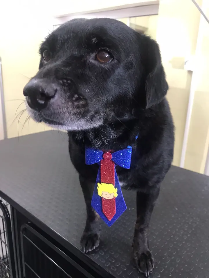 Cão preto de gravata após o banho