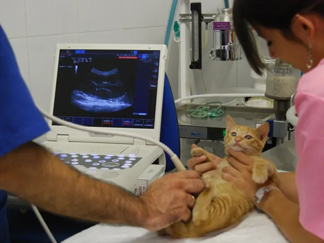 Gato sendo examinado com ecocardiograma