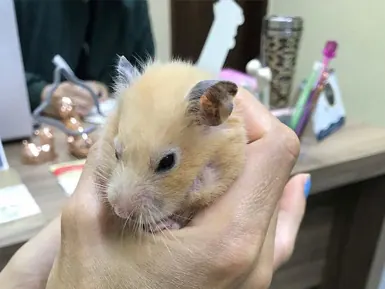 Hamster sendo examinado na palma da mão