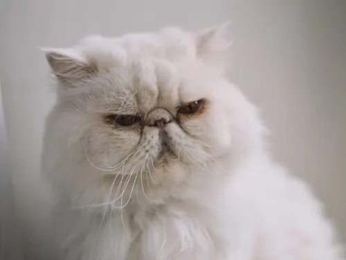Gato persa branco