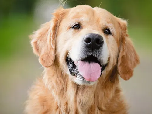 Golden retriever feliz com a língua de fora
