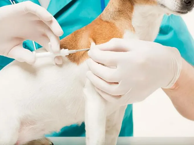 Aplicação de microchip de identificação em cão