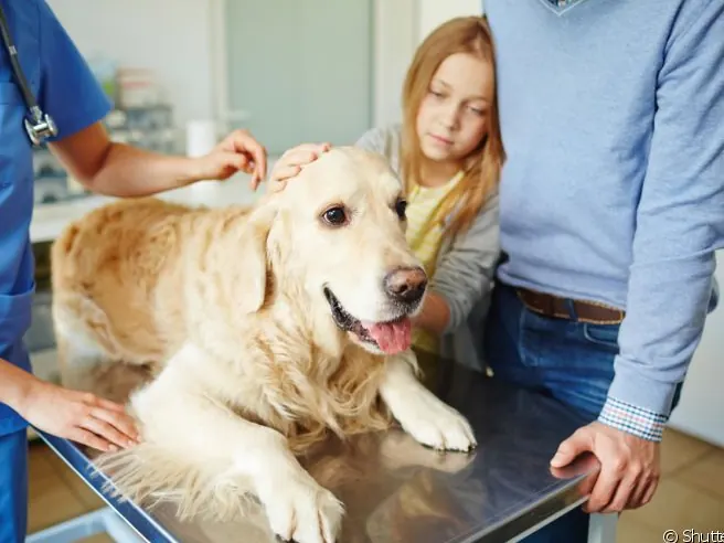 Golden retriever em atendimento oncológico com a família
