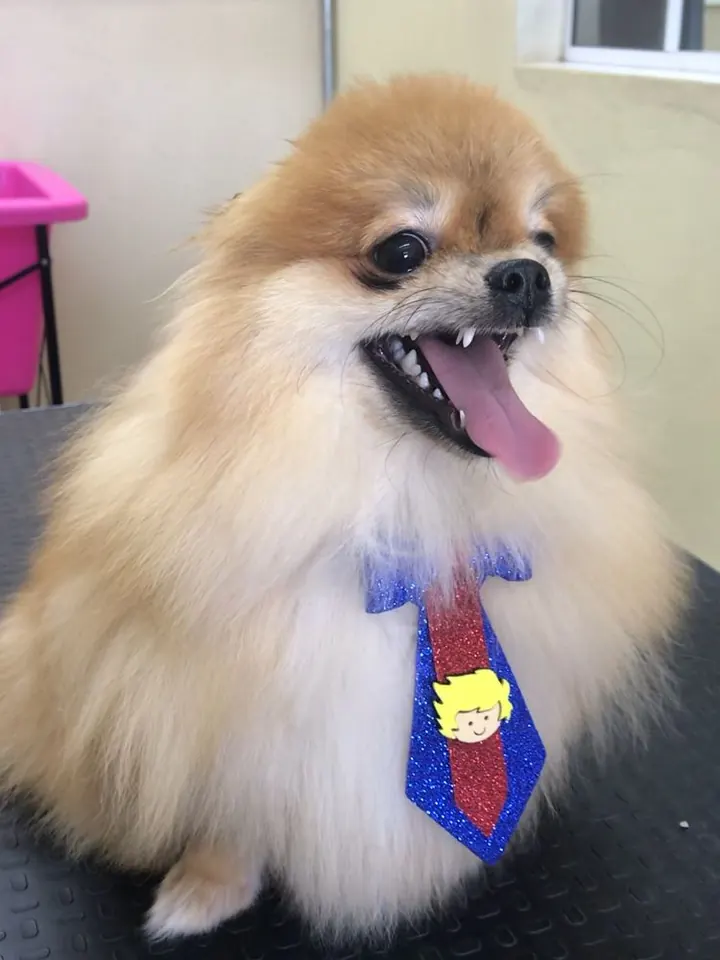 Spitz alemão de gravata após a tosa